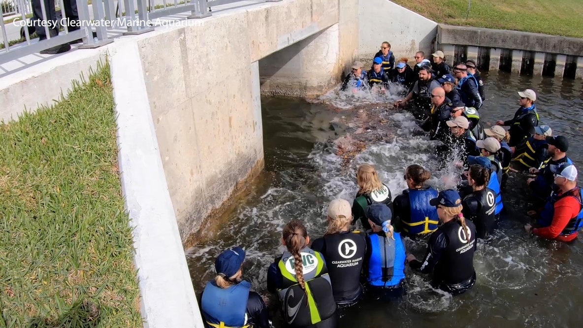 Human chain formed to rescue dolphin from Florida creek